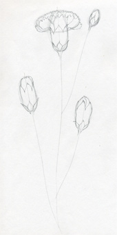 Carnation Drawing - How To Draw A Carnation Step By Step