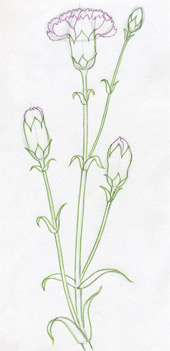 Download HD Flower Sketch Png  Carnation Flower Coloring Page Transparent  PNG Image  NicePNGcom
