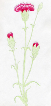 how to draw a carnation