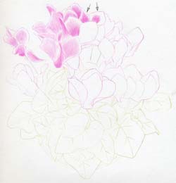 Hãy cùng tìm hiểu về loại hoa rất đặc biệt - Cyclamen. Nghệ sĩ vẽ tranh của chúng tôi sẽ giúp bạn tạo ra một tác phẩm tuyệt đẹp với bông hoa này. Hãy xem video hướng dẫn và tìm hiểu cách vẽ Cyclamen như một người chuyên nghiệp.