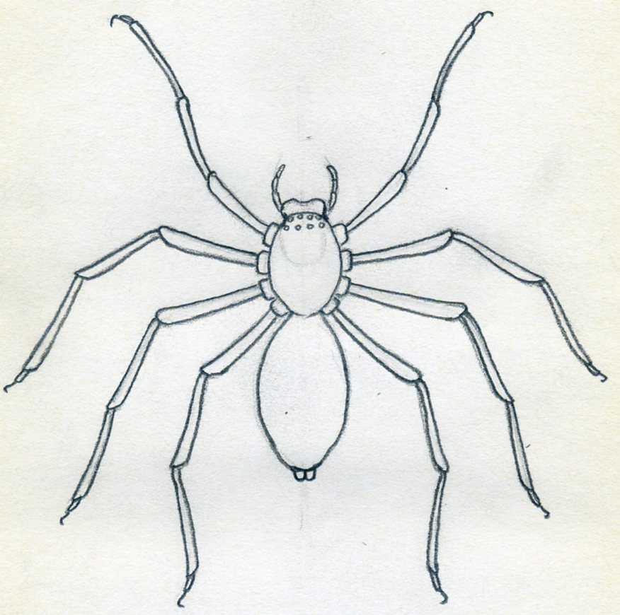 spider drawing simple