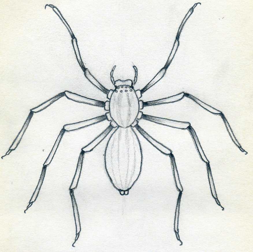 How To Draw Spider. Simple Tutorial.