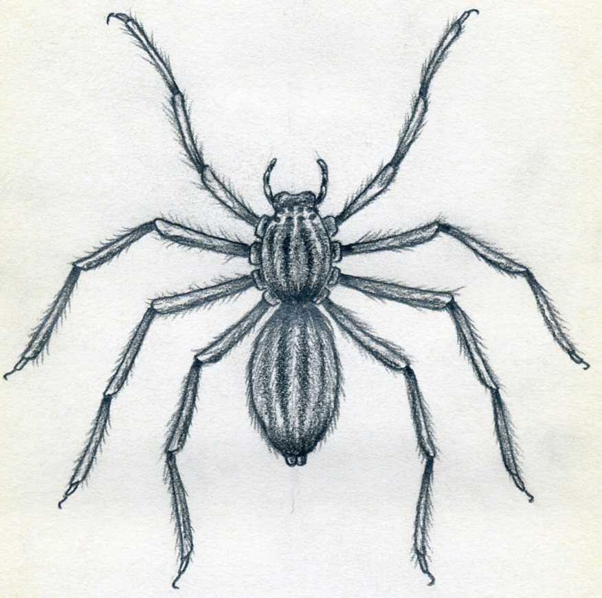 Spiders a sketch by hand pencil drawing Royalty Free Vector