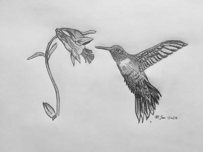 how to draw a realistic hummingbird