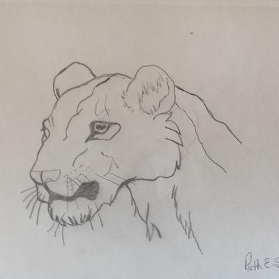 Lion Drawing by Taha Mansour | Saatchi Art
