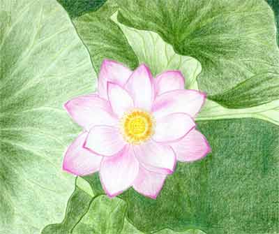How to Draw a Lotus Flower - Really Easy Drawing Tutorial