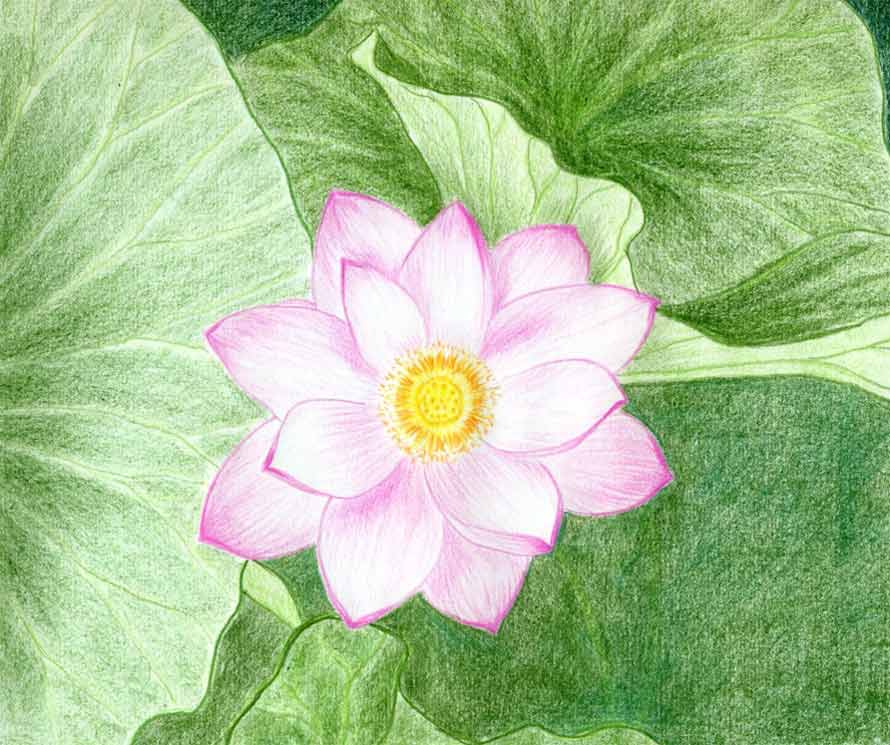 Easy Lotus Flower Drawings