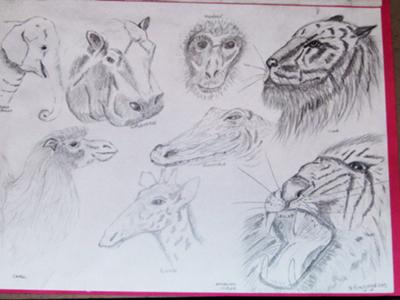 Raccoon Wildlife Art Graphite Pencil Sketch Drawing Painting-Custom  African, North American Wildlife Animal Artist
