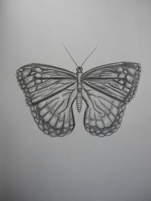 Butterfly Gallery Drawings Collection