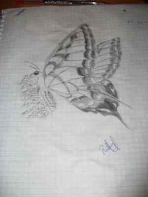 Butterfly Gallery Drawings Collection