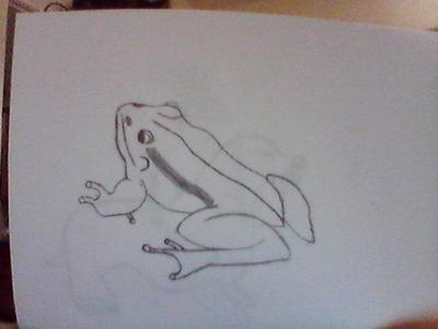 my drawing of a frog 21928202