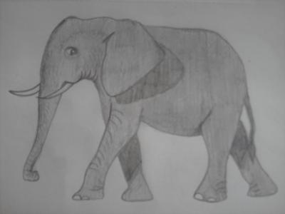 My first animal drawings