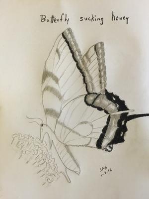 How to draw a beautiful butterfly sitting on a flower/Butterfly sketch  tutorial/Pencil sketch easy - YouTube