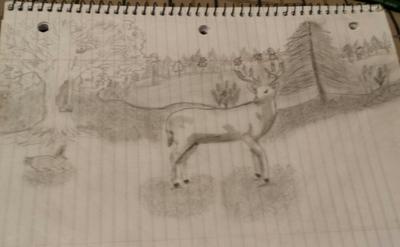 my first deer drawing