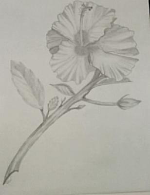 how to draw a real flower