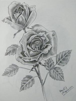 My First Roses