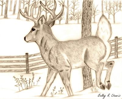 Beautiful Artistic Deer Coloured Drawing on White White 5 Inches by 7  Inches : Amazon.in: Home & Kitchen
