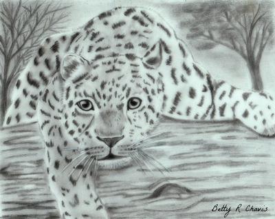 Snow leopard cub pencil me 2014  rdrawing