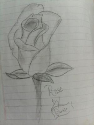 Pencil sketch of Rose