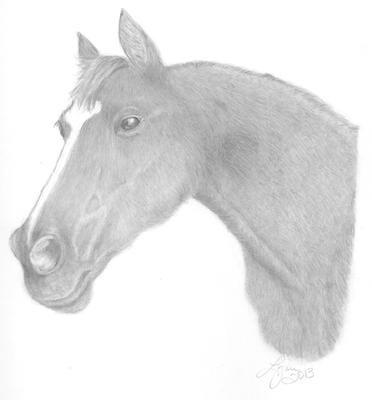 Rebel Horse drawing