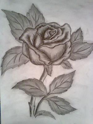 rose