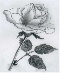 Various Rose Drawings