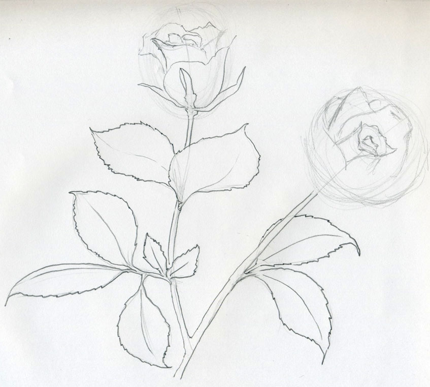 simple rose drawings in pencil