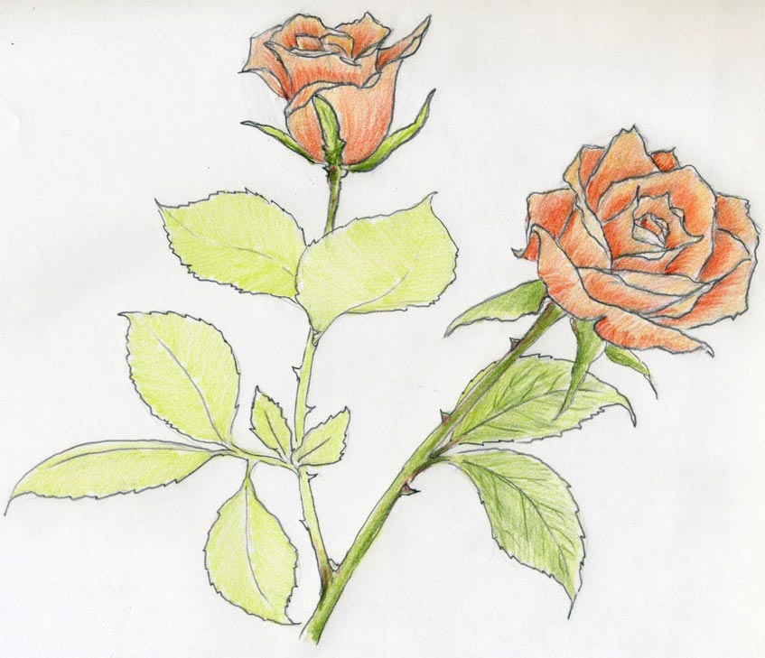 Rose flower drawing is easy for kids pencil draw Vector Image