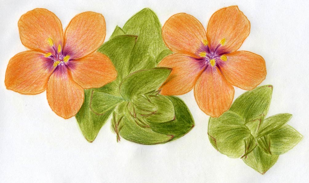 colored flower drawing images