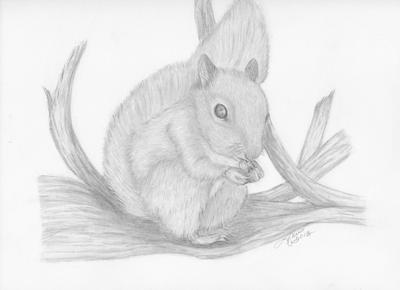 squirrel face drawing