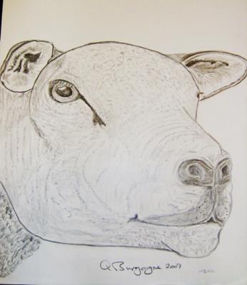 Stock Art Drawing of a Texel Sheep