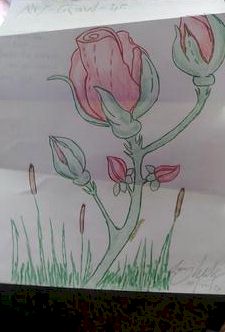 how to draw flowers step by step  Flower drawing Roses drawing Rose  drawing