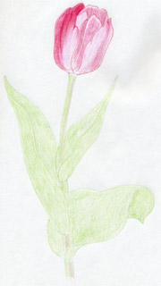 Draw Tulip Flowers In Few Easy Steps