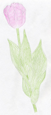 Draw Tulip Flowers In Few Easy Steps