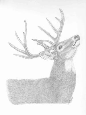 Buck Drawing Realistic  Drawing Skill