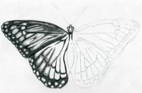 Butterfly Drawings