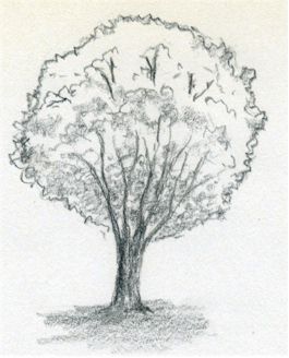 Draw A Tree Simply And Easily