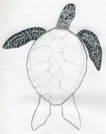 How To Draw A Turtle