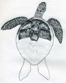 How To Draw A Turtle