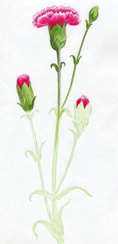 How To Draw Carnation