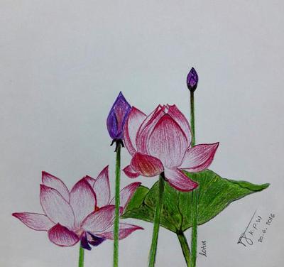 My First Lotus Flower Drawing 